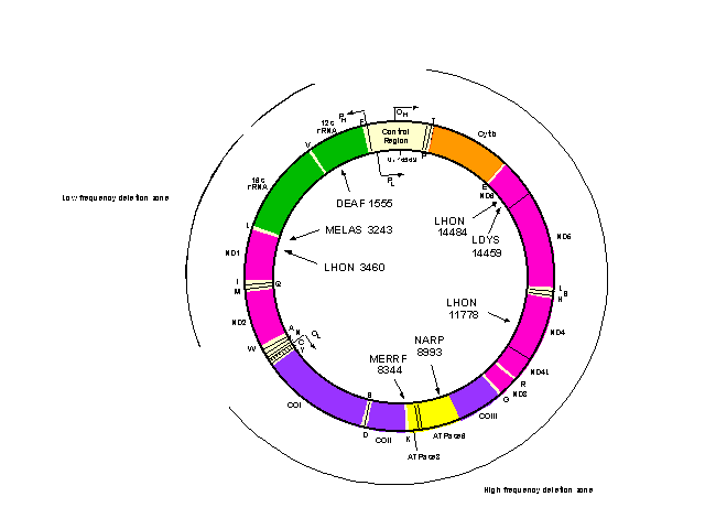 Mitochondrial DNA Map